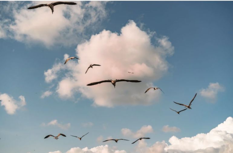 Mutluluk Kuşun Kanadında mı yoksa Bulutun İçinde mi?