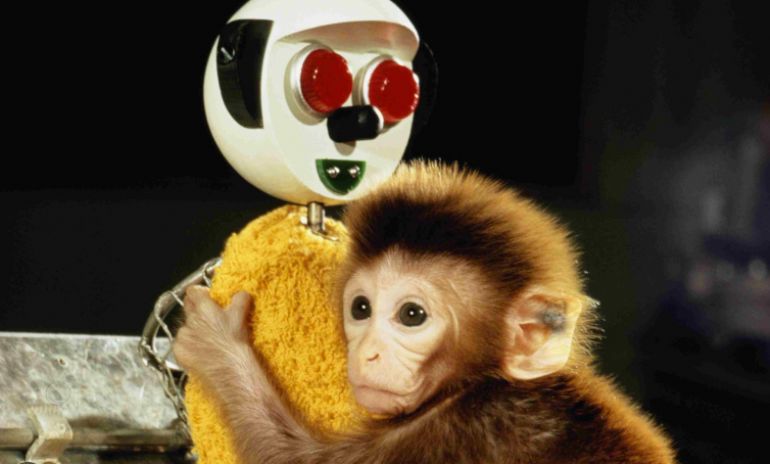 HARLOW’UN MAYMUNLARI VE ANNE ÇOCUK İLİŞKİSİ